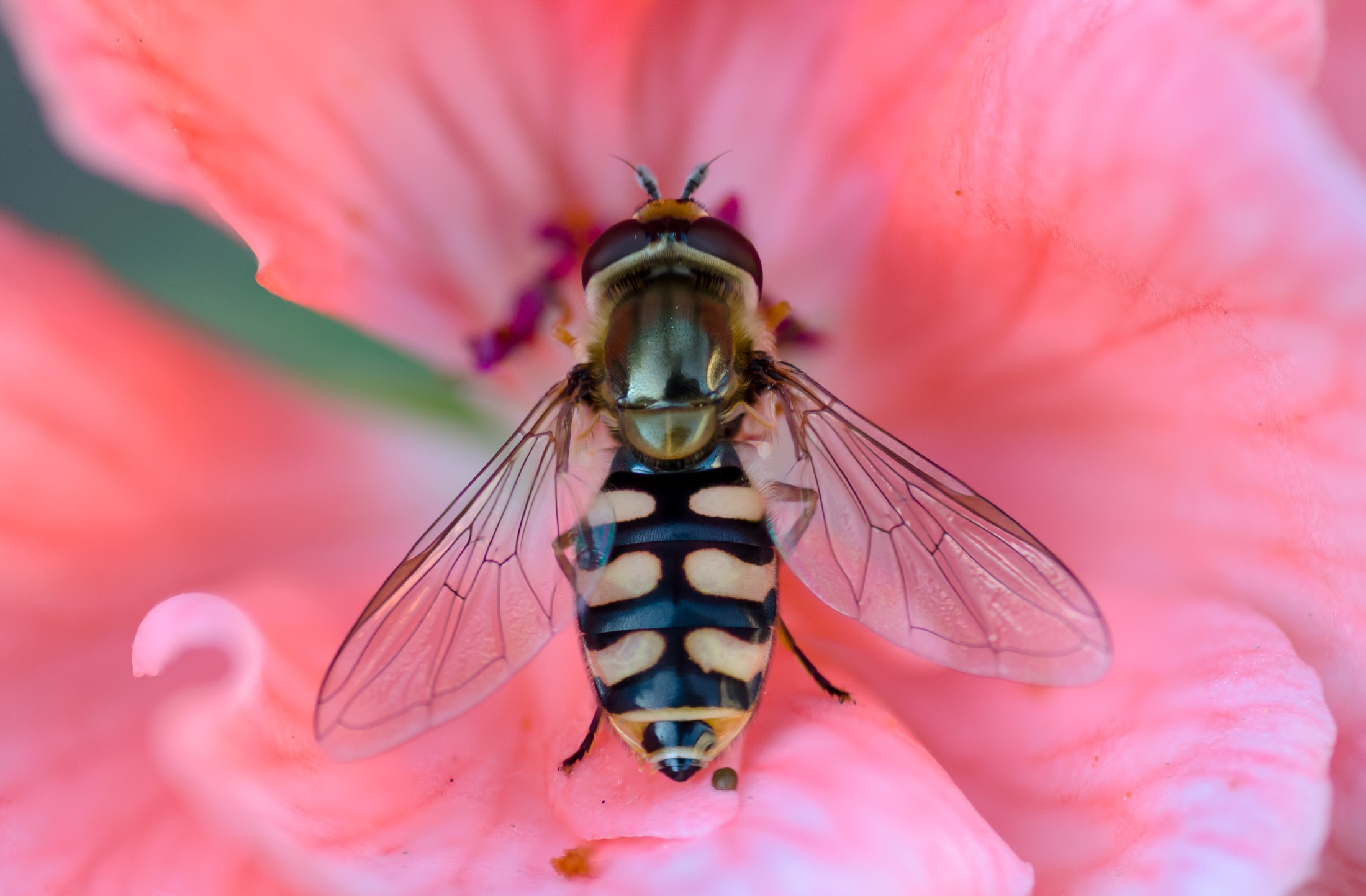 A bee-like striped hoverfly inside a pink flower